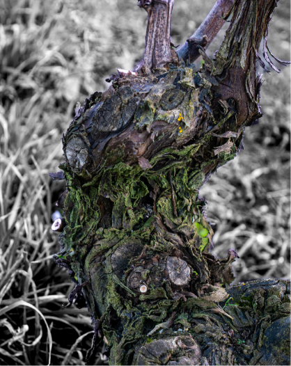 cep vigne