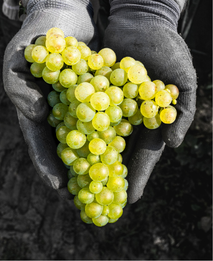 chardonnay champagne