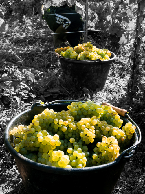vendanges raisin champagne massif de saint thierry